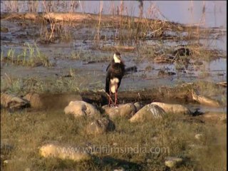 DVD-207-birds-misc-35-1