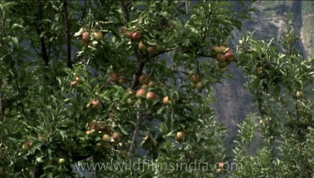 DVD-199-trees-apple-1-1