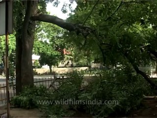 DVD-199-trees-fallen-1-1