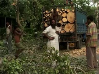 DVD-199-trees-fallen-2-1