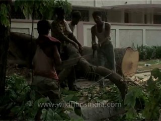 DVD-199-trees-fallen-3-3