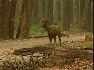 DVD-199-wildlife-deer-7-1