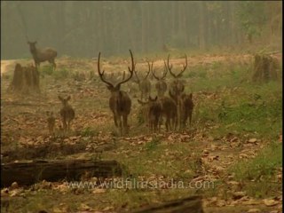 DVD-199-wildlife-deer-7-4