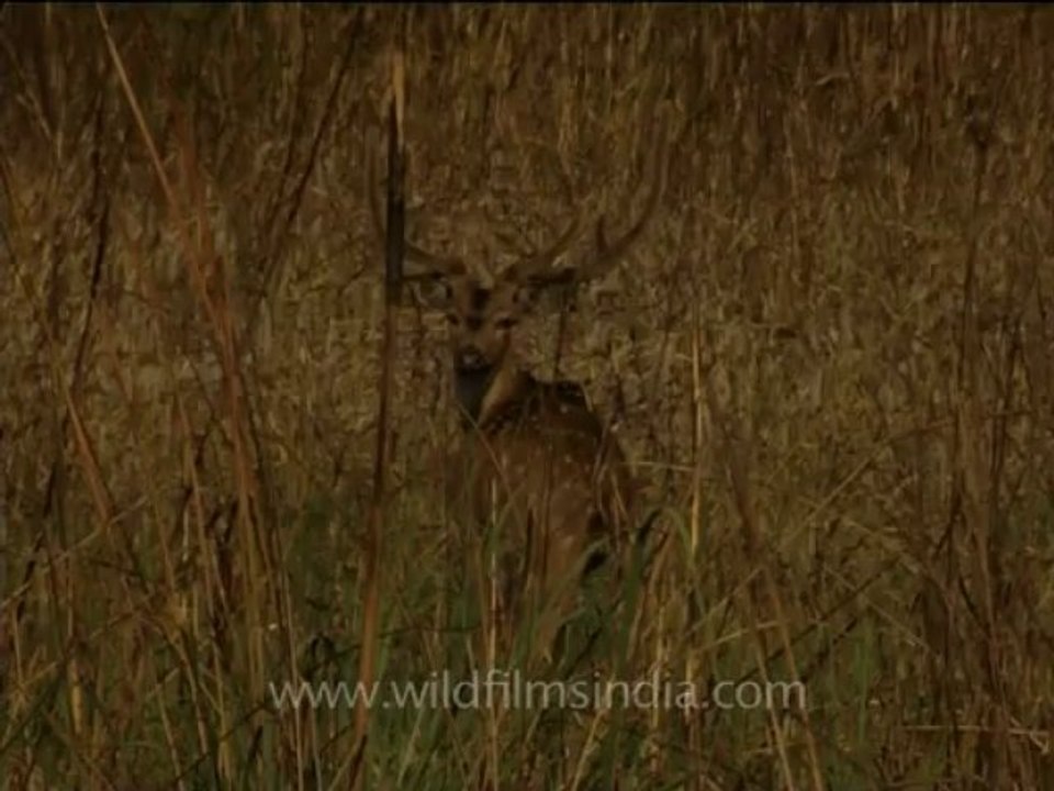 DVD-208-wildlife-cheetal-5-2