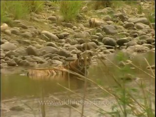 DVD-208-wildlife-tiger-16-1