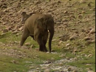 Elephants-corbett-BD-191-16