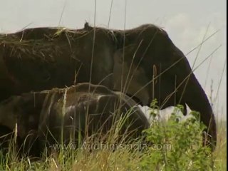 Elephants-corbett-BD-191-7
