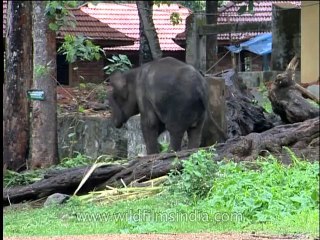 Fauna-Elephants-DVD-184-1