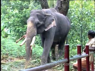 Fauna-Elephants-DVD-184-2