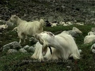 Fauna-pashminagoats-dvd-185-1