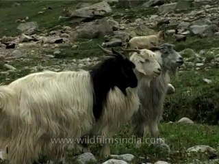 Fauna-pashminagoats-dvd-185-5