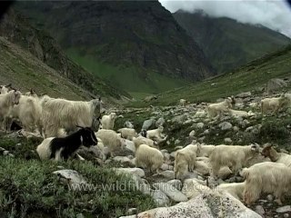 Fauna-pashminagoats-dvd-185-8