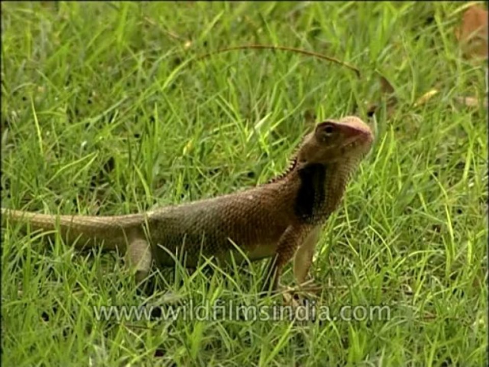 Fauna-reptiles-DVD-163-1