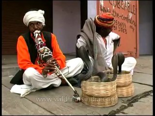 Fauna-reptiles-dvd-171-1