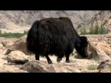 Fauna-yak and cow-dvd-178-1