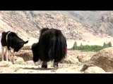 Fauna-yak and cow-dvd-178-2