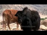 Fauna-yak and cow-dvd-178-3