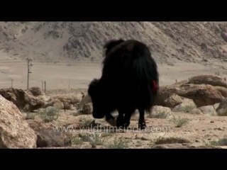 Fauna-yak and cow-dvd-178-4