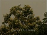 Flora-trees-dvd-209-1