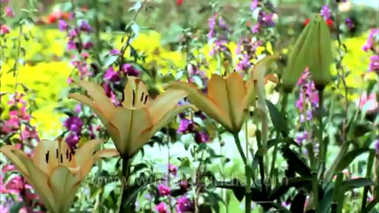 flower-3