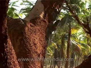Karnataka-cauvery-trees-DVD-122-1