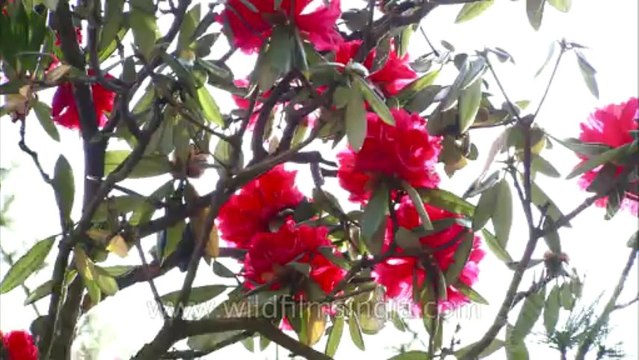 Landour-flowers-hdc-no name-10