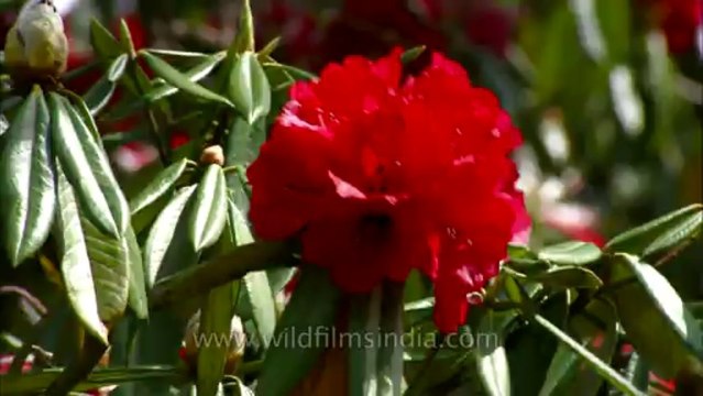 Landour-flowers-hdc-no name-12