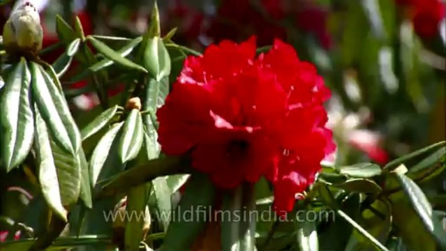 Landour-flowers-hdc-no name-5