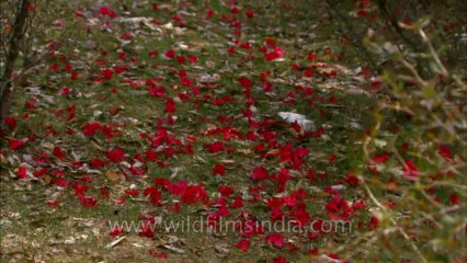 Landour-flowers-hdc-no name-6