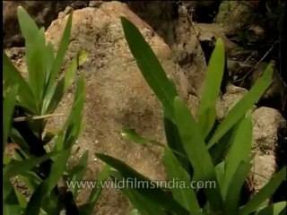 Landscape-waterfall-DVD-184-5