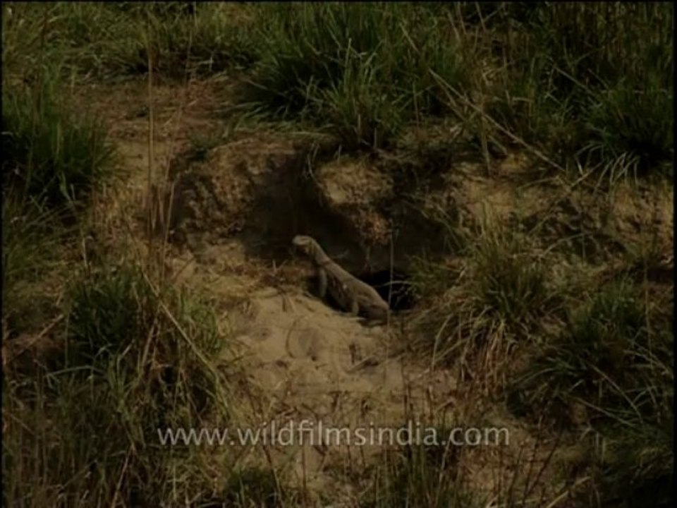 Reptiles-monitorlizard-dvd-209-1