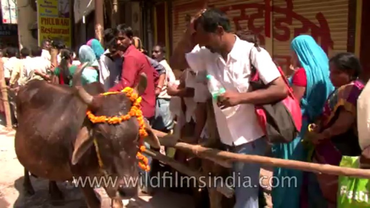 Tape-12-Varanasi-Z7-HDV-Shivratri-3
