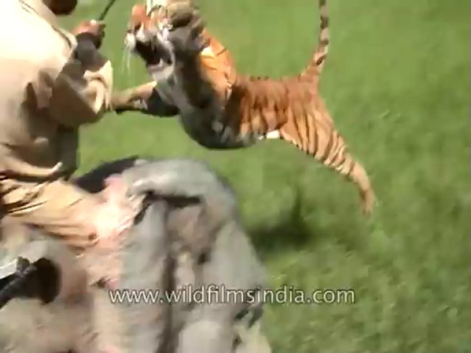 Tiger Attacking-5