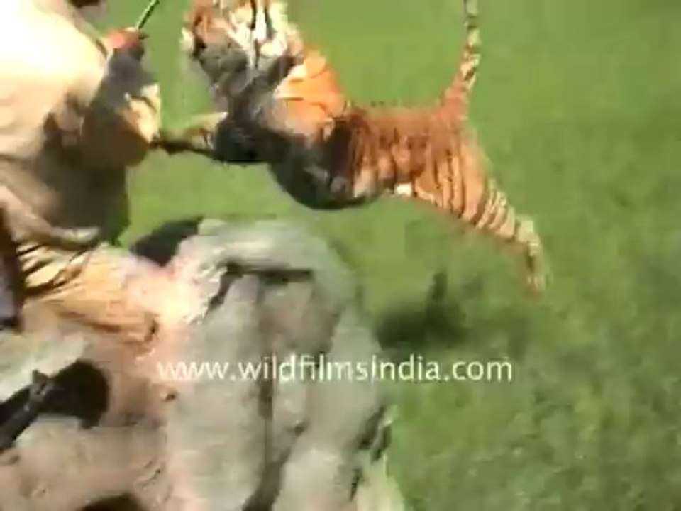 Tiger attacking-19