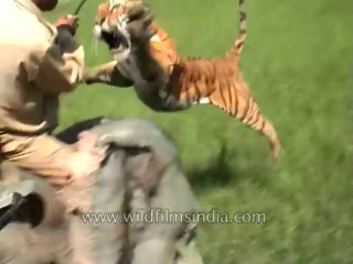 Tiger attacking-20