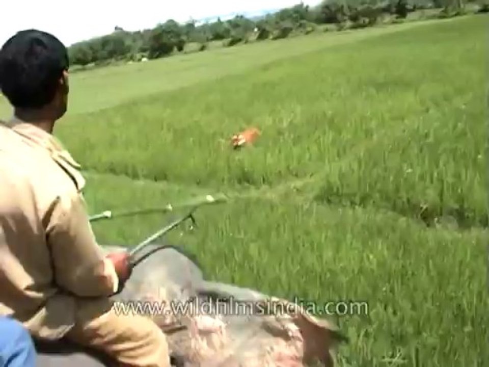 Tiger attacking-24