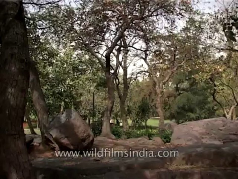 Trees-kusum-dvd-169-10