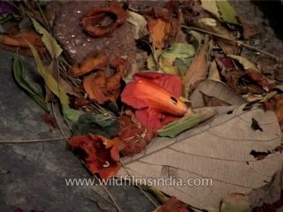 Trees-kusum-dvd-169-11