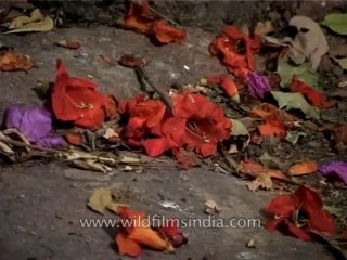 Trees-kusum-dvd-169-12