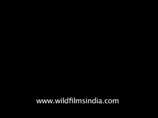 Trees-kusum-dvd-169-13