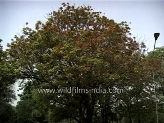 Trees-kusum-dvd-169-5