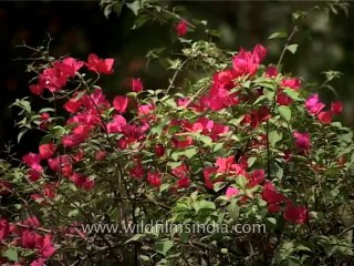 Trees-kusum-dvd-169-8