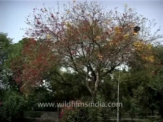 Trees-kusum-dvd-169-9