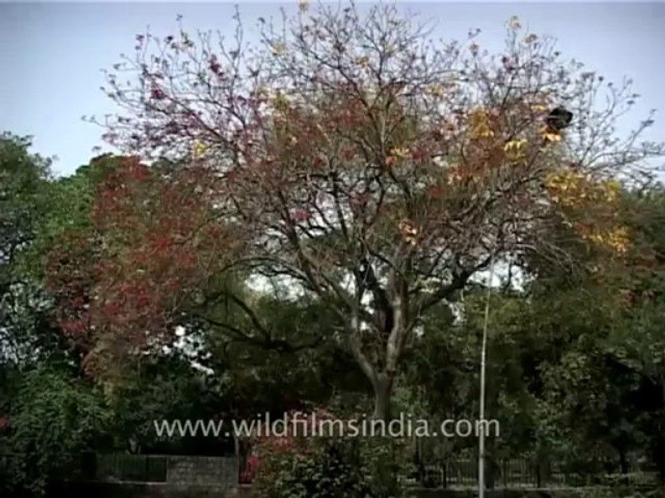 Trees-kusum-dvd-169-9