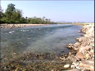 Uttaranchal-Corbett-river-DVD-205-3