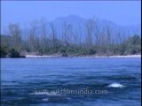 Uttaranchal-Corbett-river-DVD-205-4