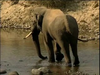 Wildlife-Elephant-Corbett-DVD-211-2