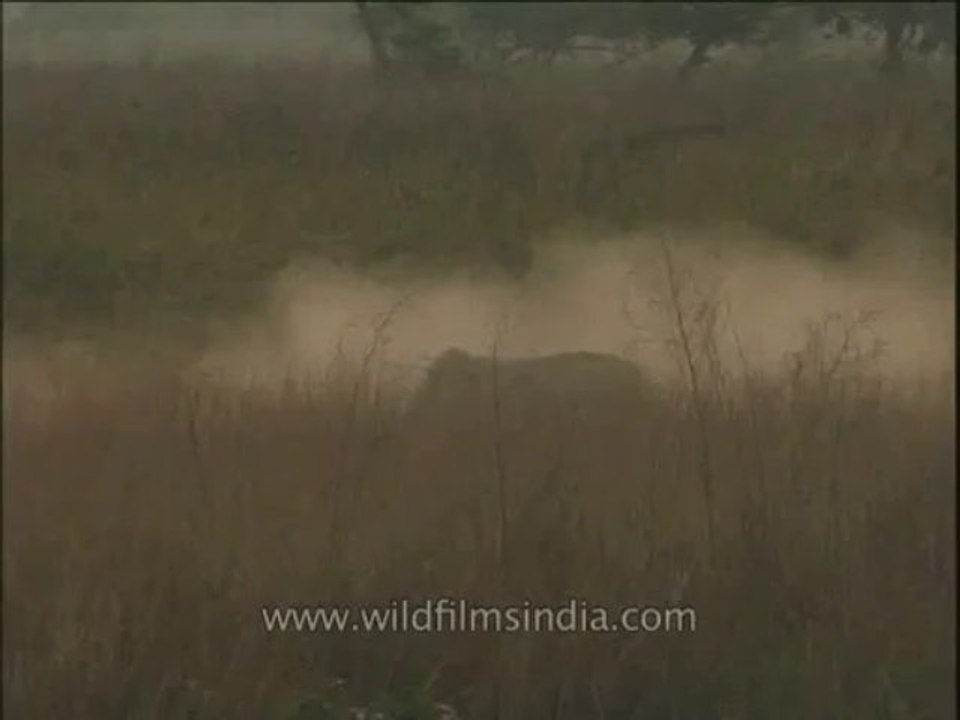 Wildlife-Elephants-DVD-211-3