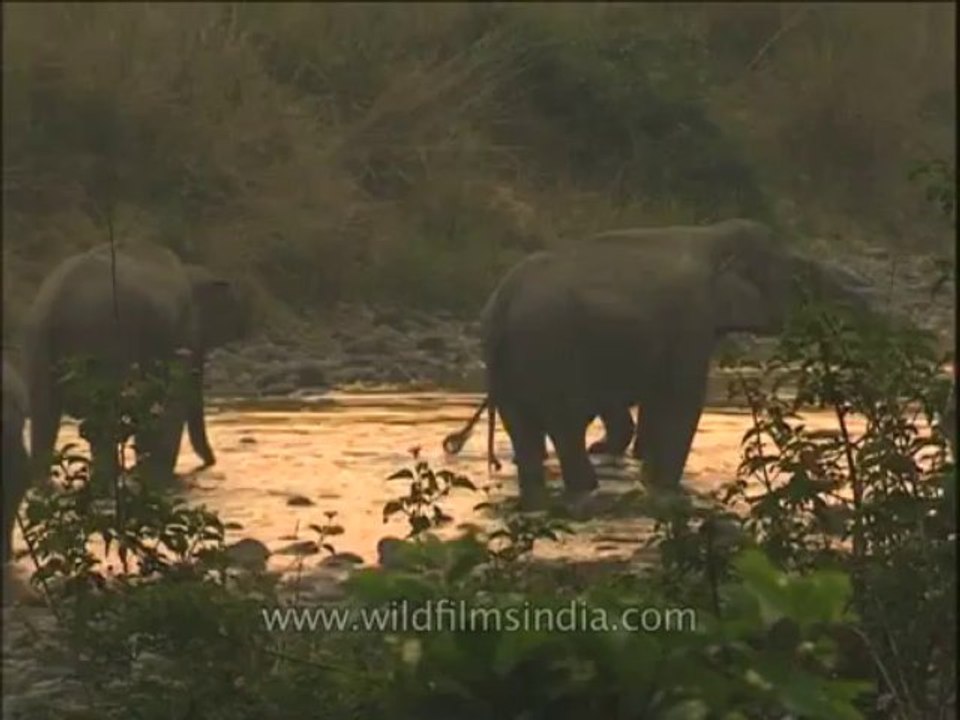 Wildlife-Elephants-DVD-211-4