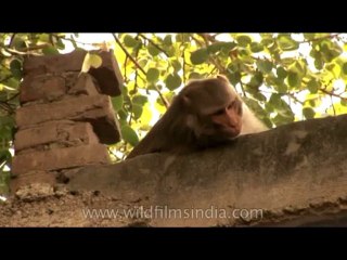 Wildlife-Macaques-DVD-225-1